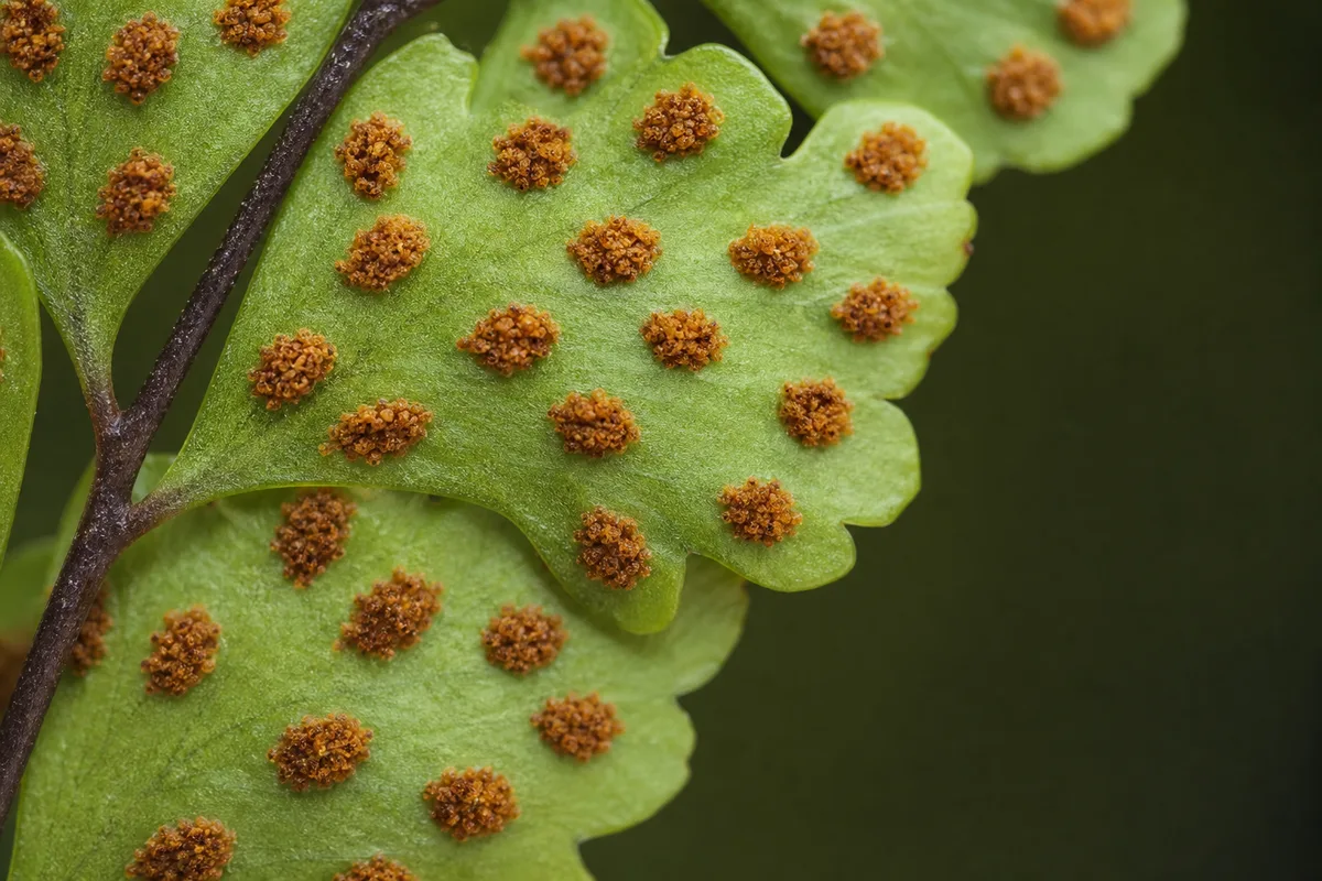 Close-up of Rust Disease on Maidenhair Fern - diagnostic detail