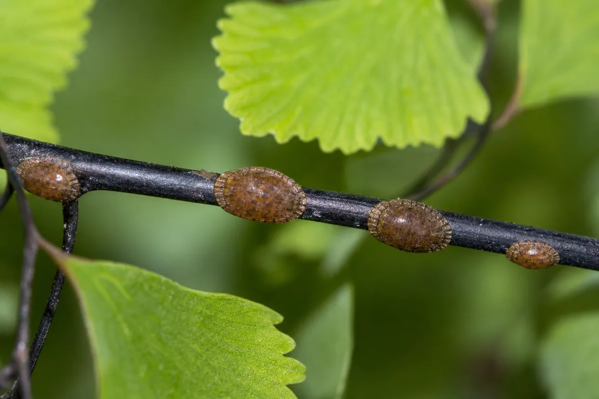 Close-up of Scale Insects on Maidenhair Fern - diagnostic detail