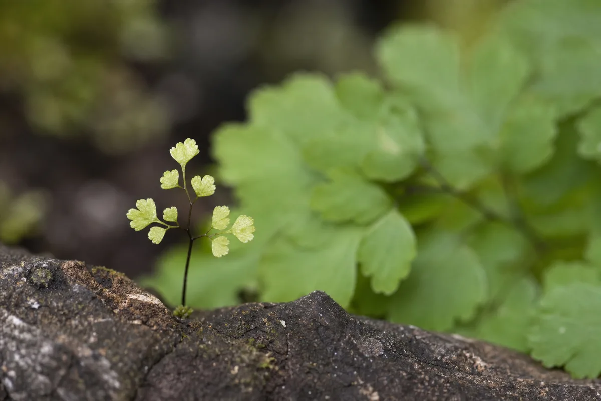 Close-up of Slow Growth on Maidenhair Fern - diagnostic detail