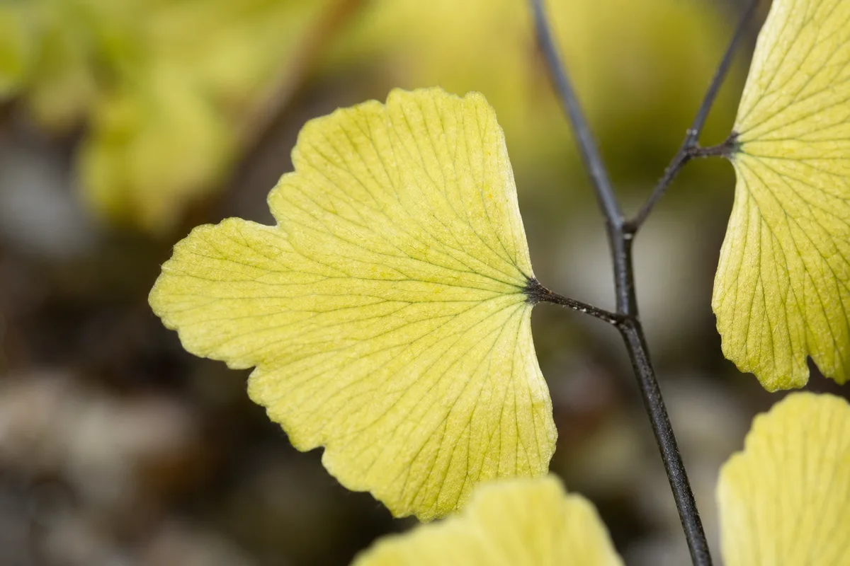 Close-up of Soil Too Alkaline on Maidenhair Fern - diagnostic detail
