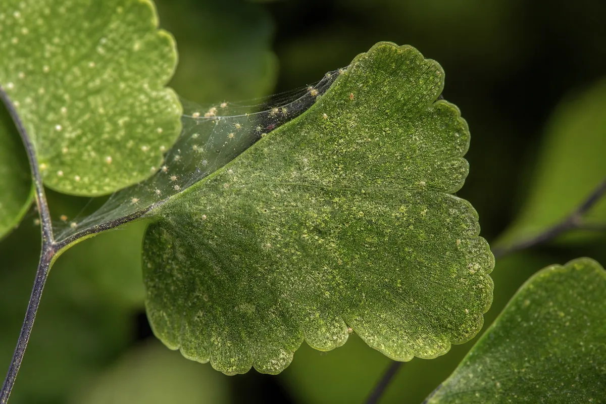 Close-up of Spider Mites on Maidenhair Fern - diagnostic detail