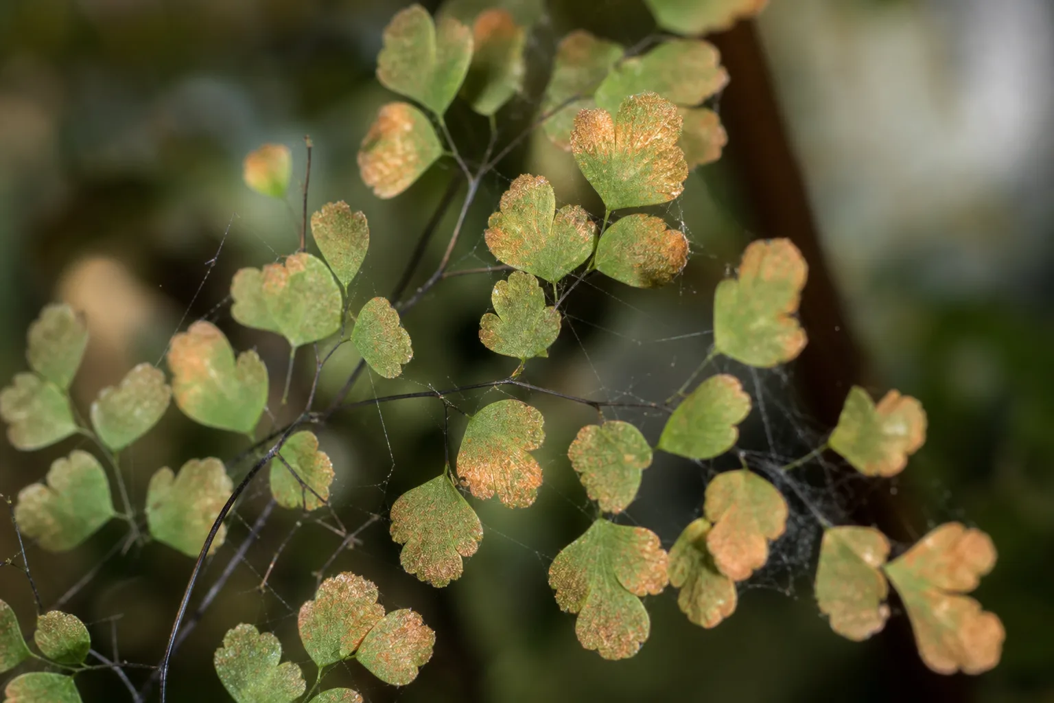 Spider Mites on Maidenhair Fern - visible symptom on the plant