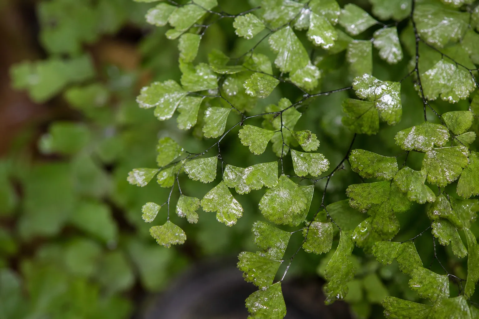 Sticky Leaves on Maidenhair Fern - visible symptom on the plant