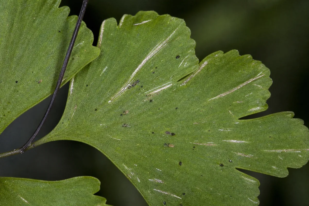 Close-up of Thrips on Maidenhair Fern - diagnostic detail