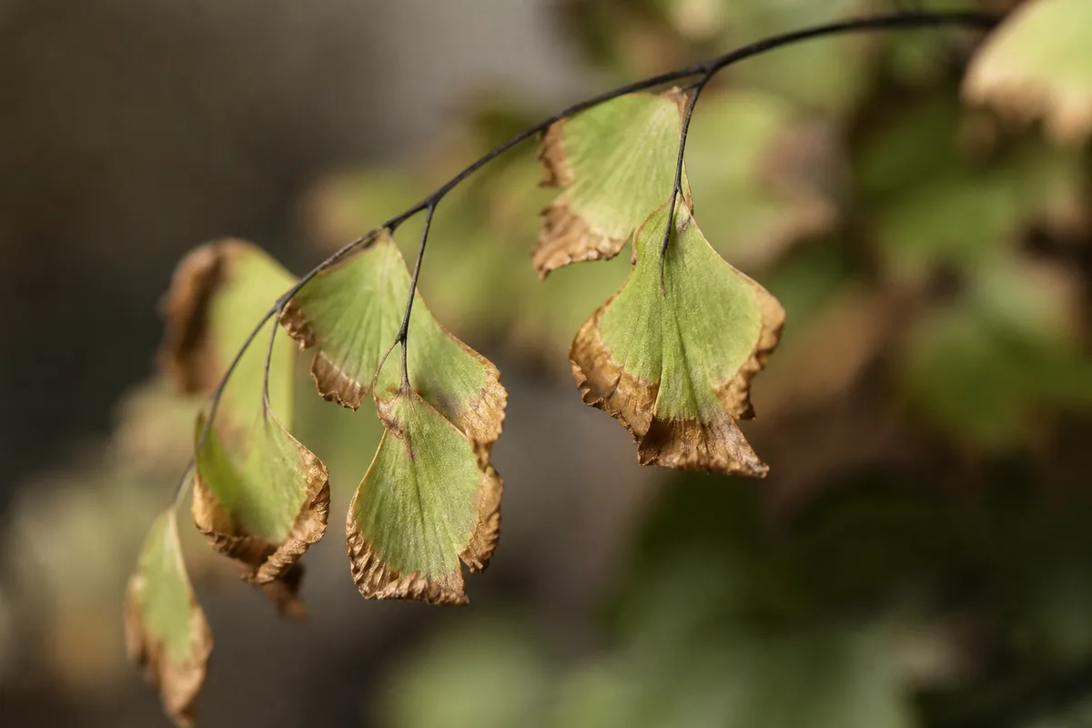 Close-up of Water Stress on Maidenhair Fern - diagnostic detail