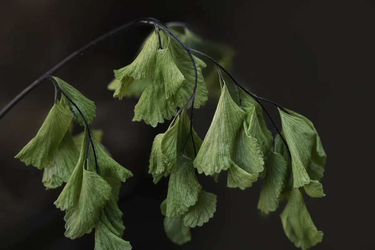 Close-up of Wilting on Maidenhair Fern - diagnostic detail