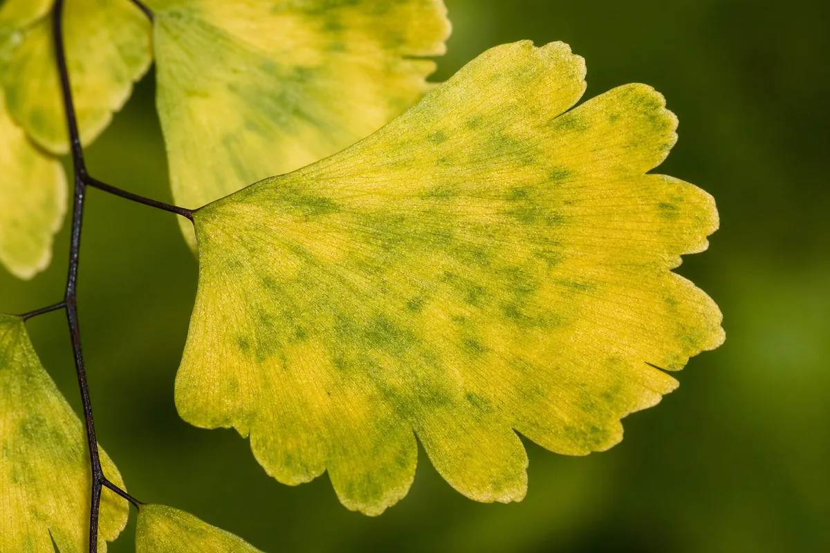 Close-up of Yellow Leaves on Maidenhair Fern - diagnostic detail