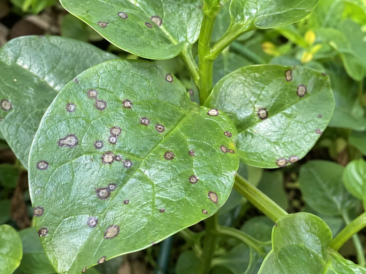 Circular Cercospora-style leaf spots on glossy Malabar spinach leaves