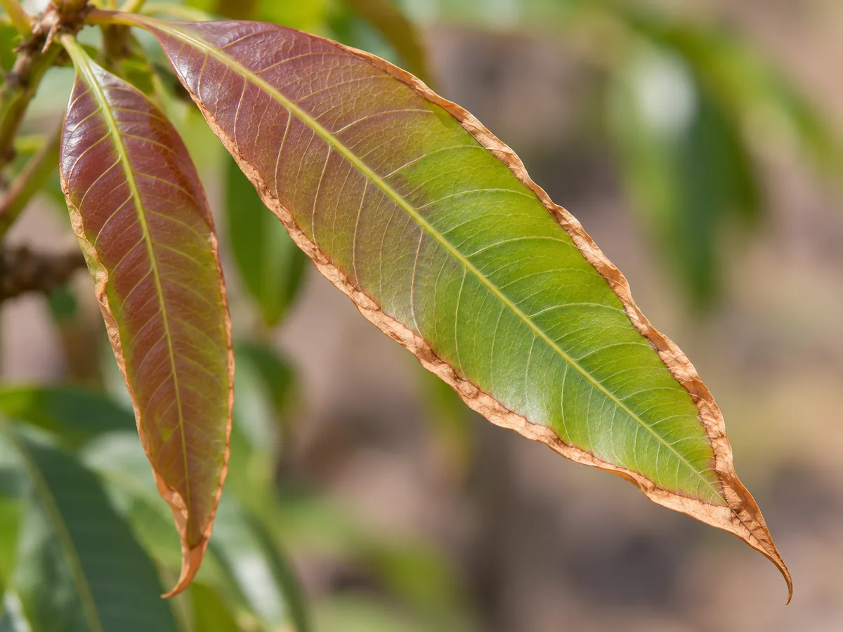 Close-up of low-humidity leaf edge damage on Mango