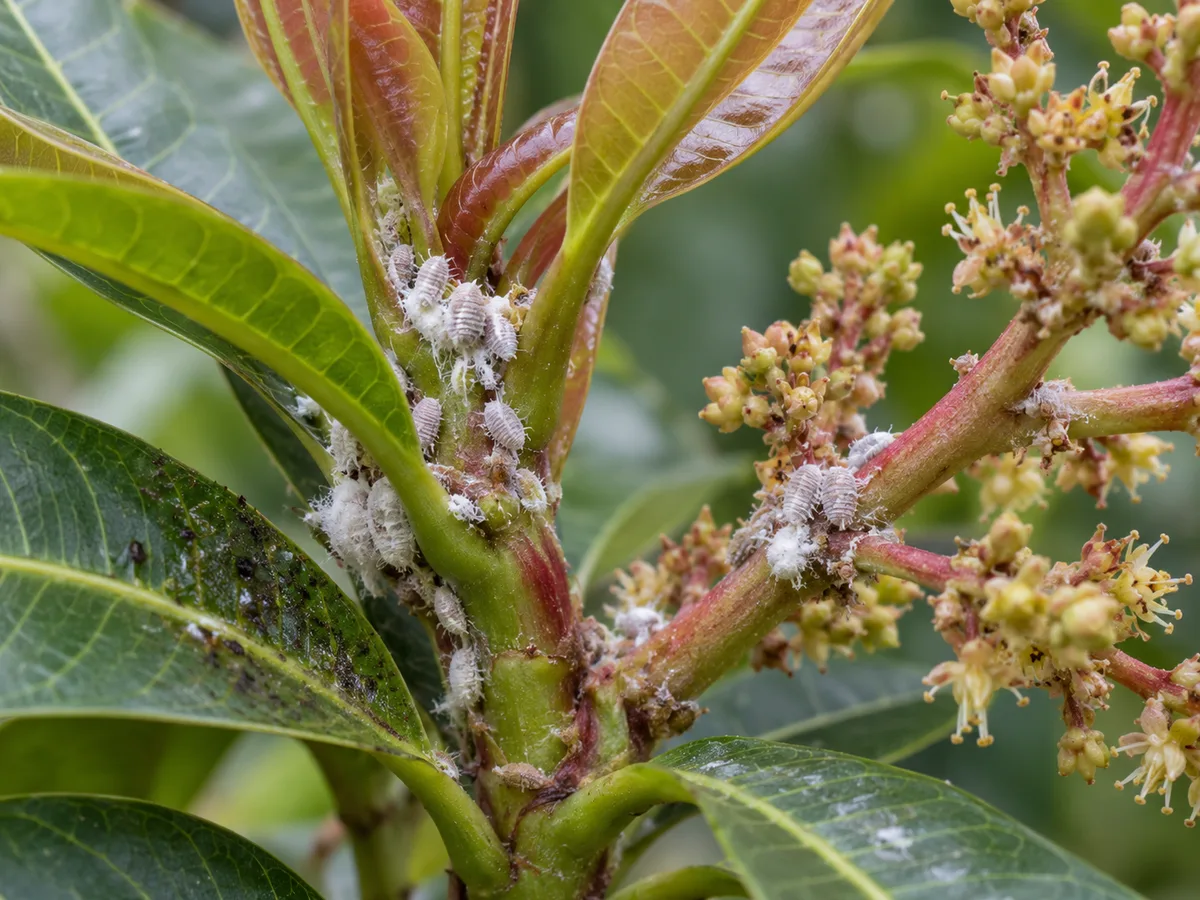Close-up of white cottony mealybug clusters packed into a mango shoot tip and leaf axils