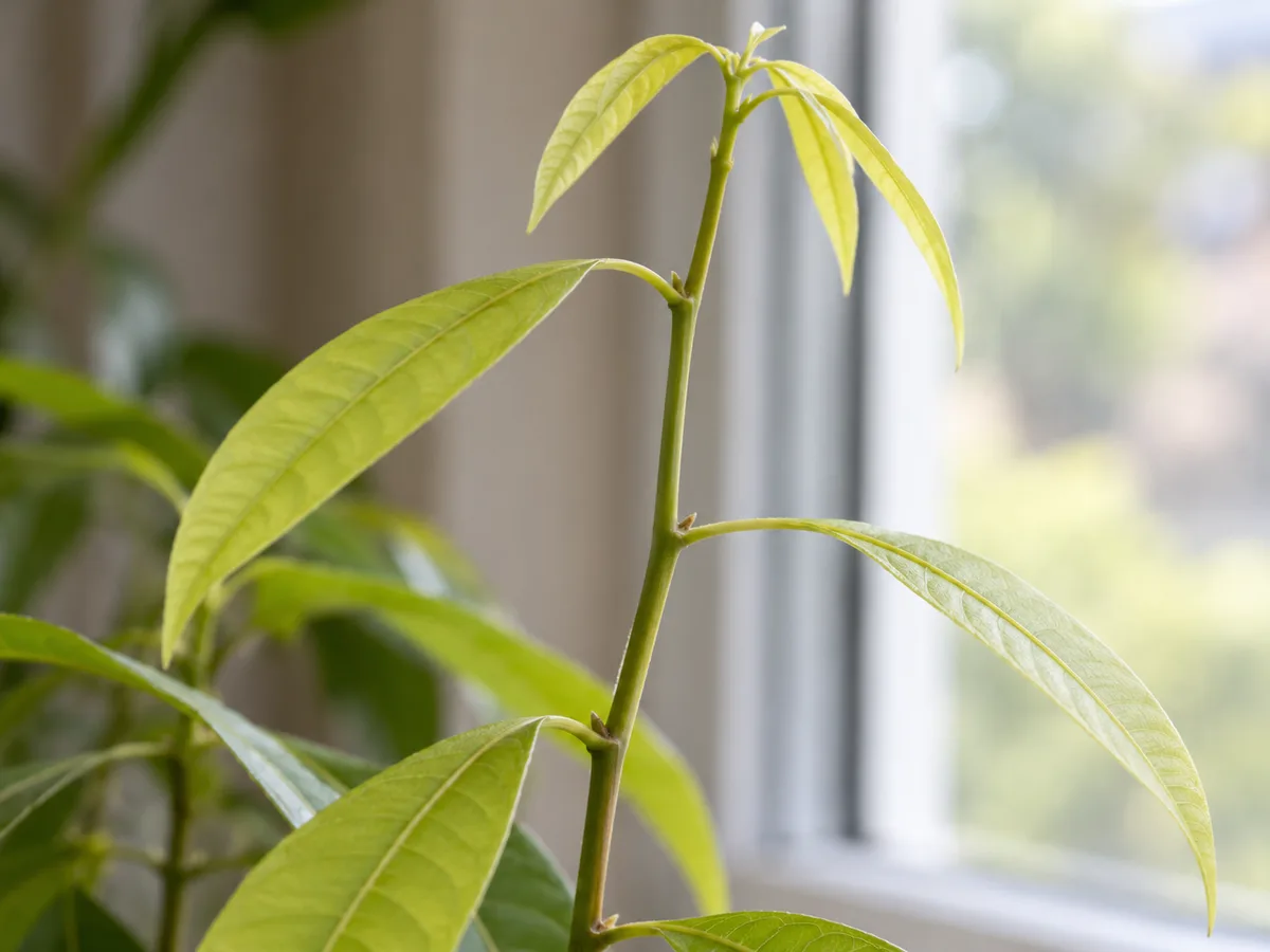 Close-up of not enough light on mango - diagnostic detail