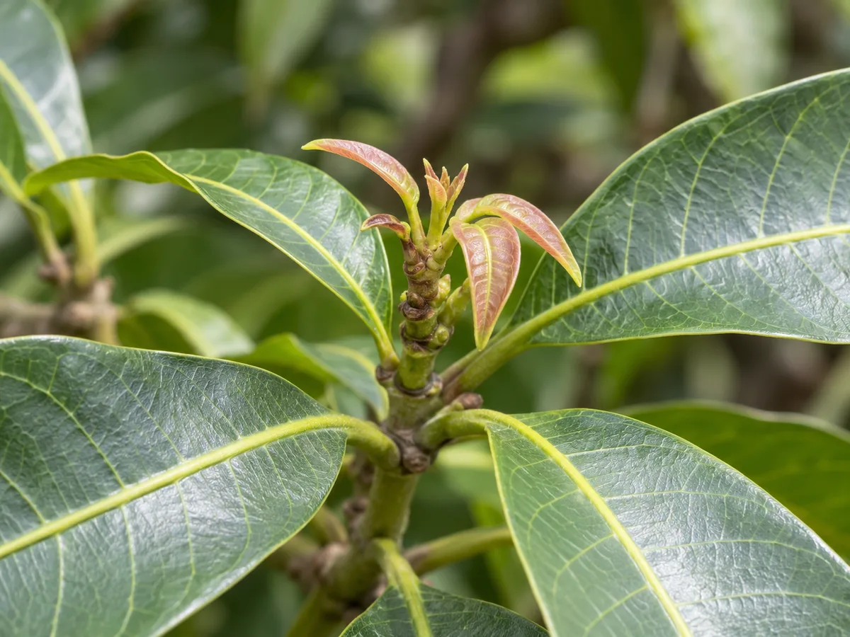 Close-up of stalled Mango terminal flush with undersized new leaves