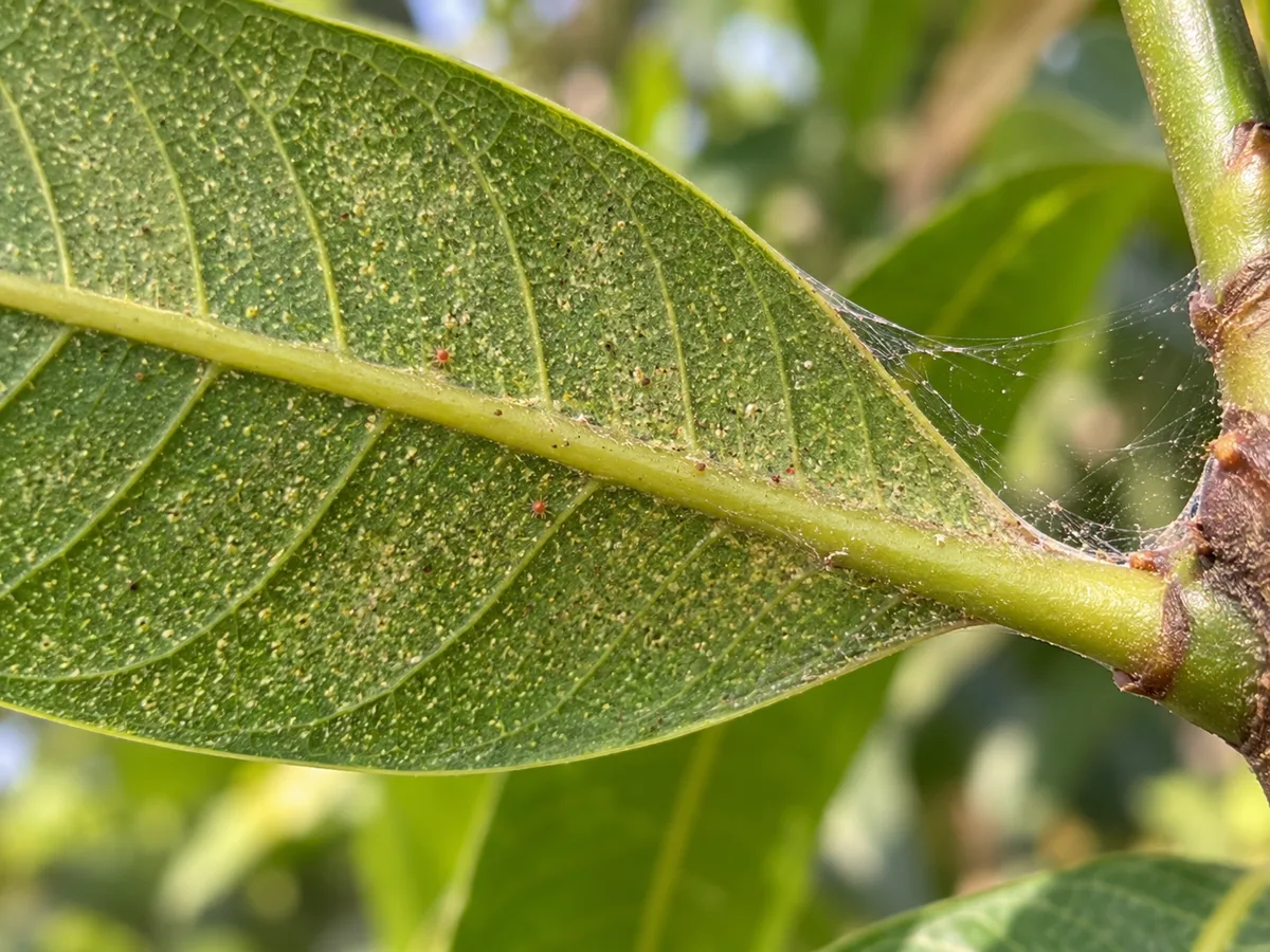 Close-up of spider mite stippling and webbing on a mango leaf
