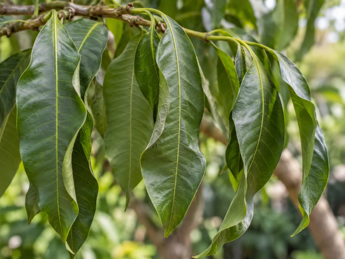 Close-up of limp, drooping mango leaflets losing turgor