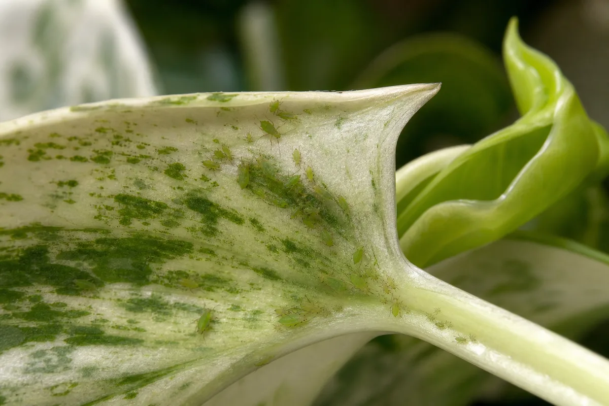Close-up of Aphids on Manjula Pothos - diagnostic detail