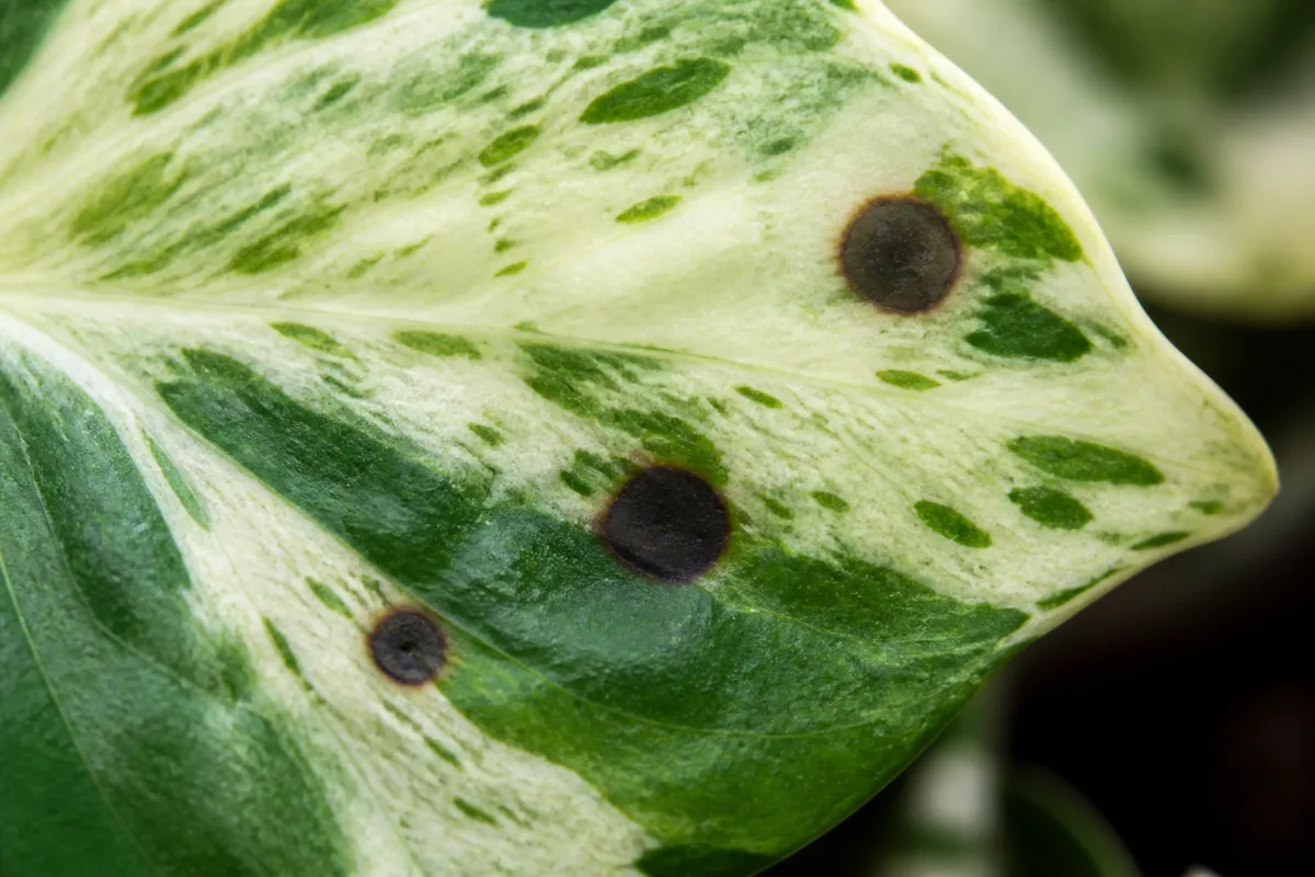 Close-up of Black Spots on Manjula Pothos - diagnostic detail