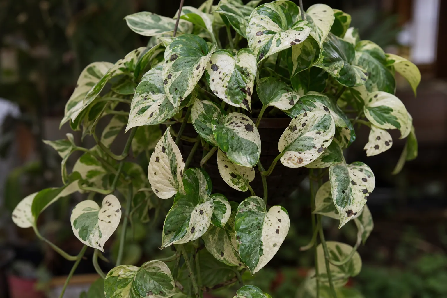 Black Spots on Manjula Pothos - visible symptom on the plant