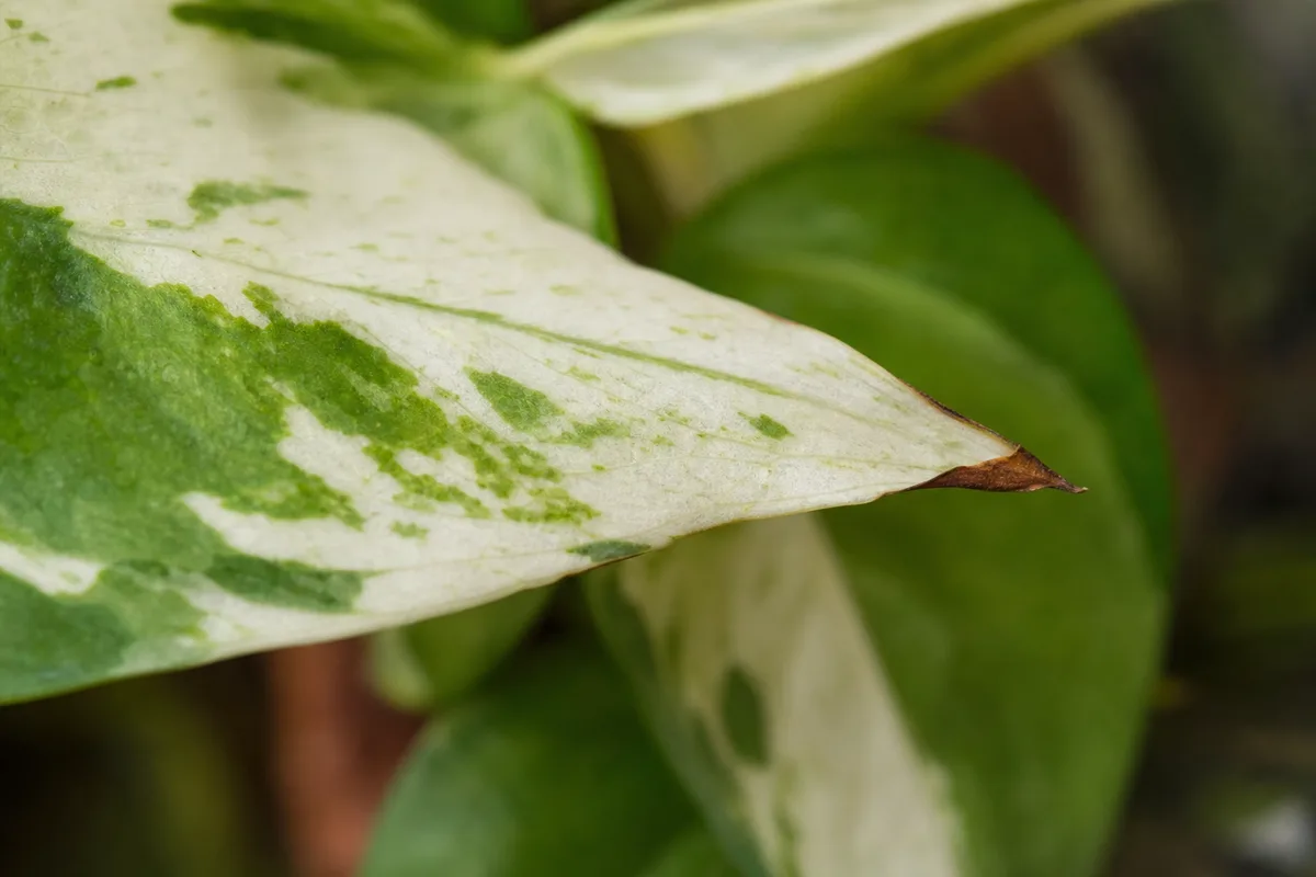 Close-up of Brown Tips on Manjula Pothos - diagnostic detail