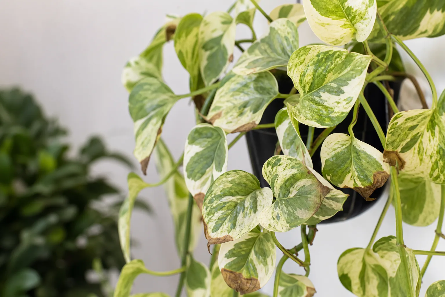Brown Tips on Manjula Pothos - visible symptom on the plant