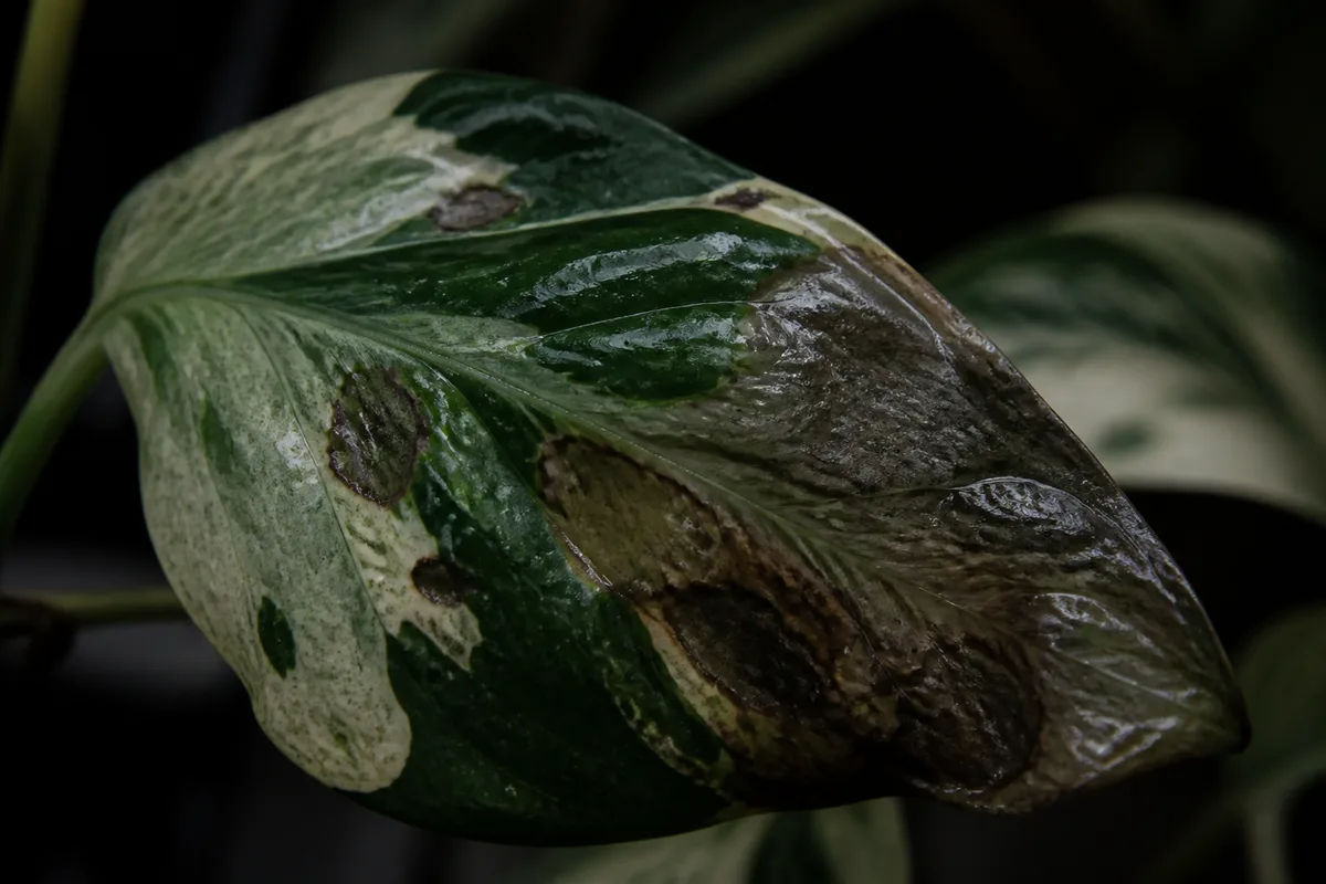 Close-up of Cold Damage on Manjula Pothos - diagnostic detail