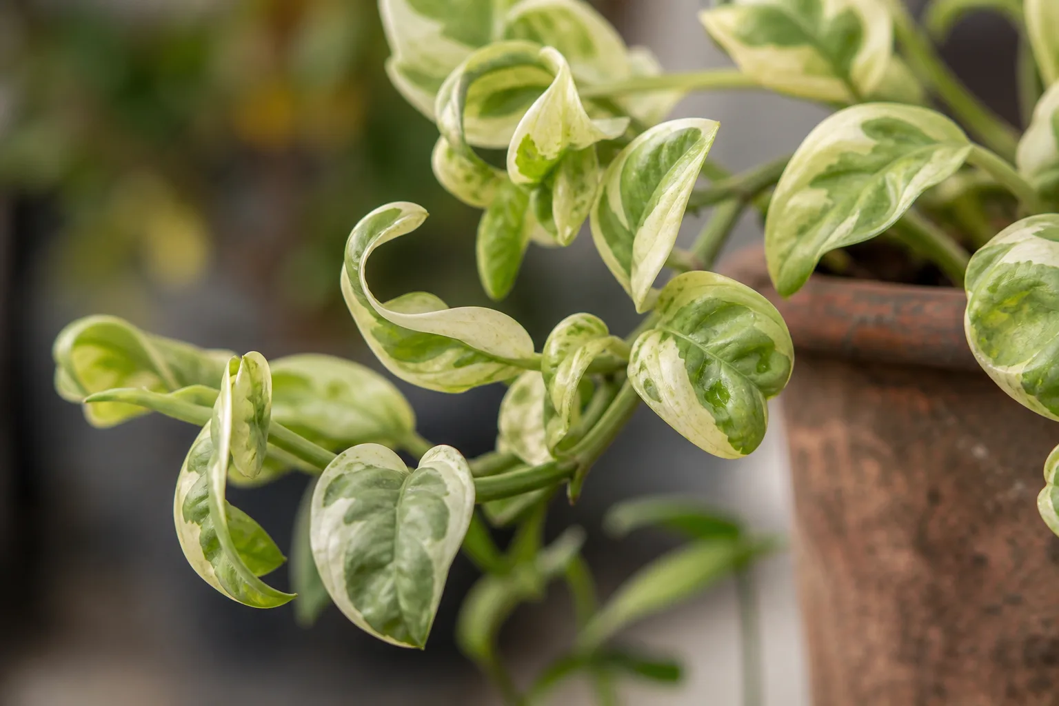 Curling Leaves on Manjula Pothos - visible symptom on the plant