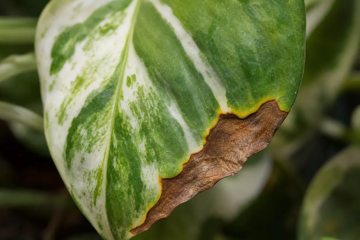 Close-up of Draft Stress on Manjula Pothos - diagnostic detail