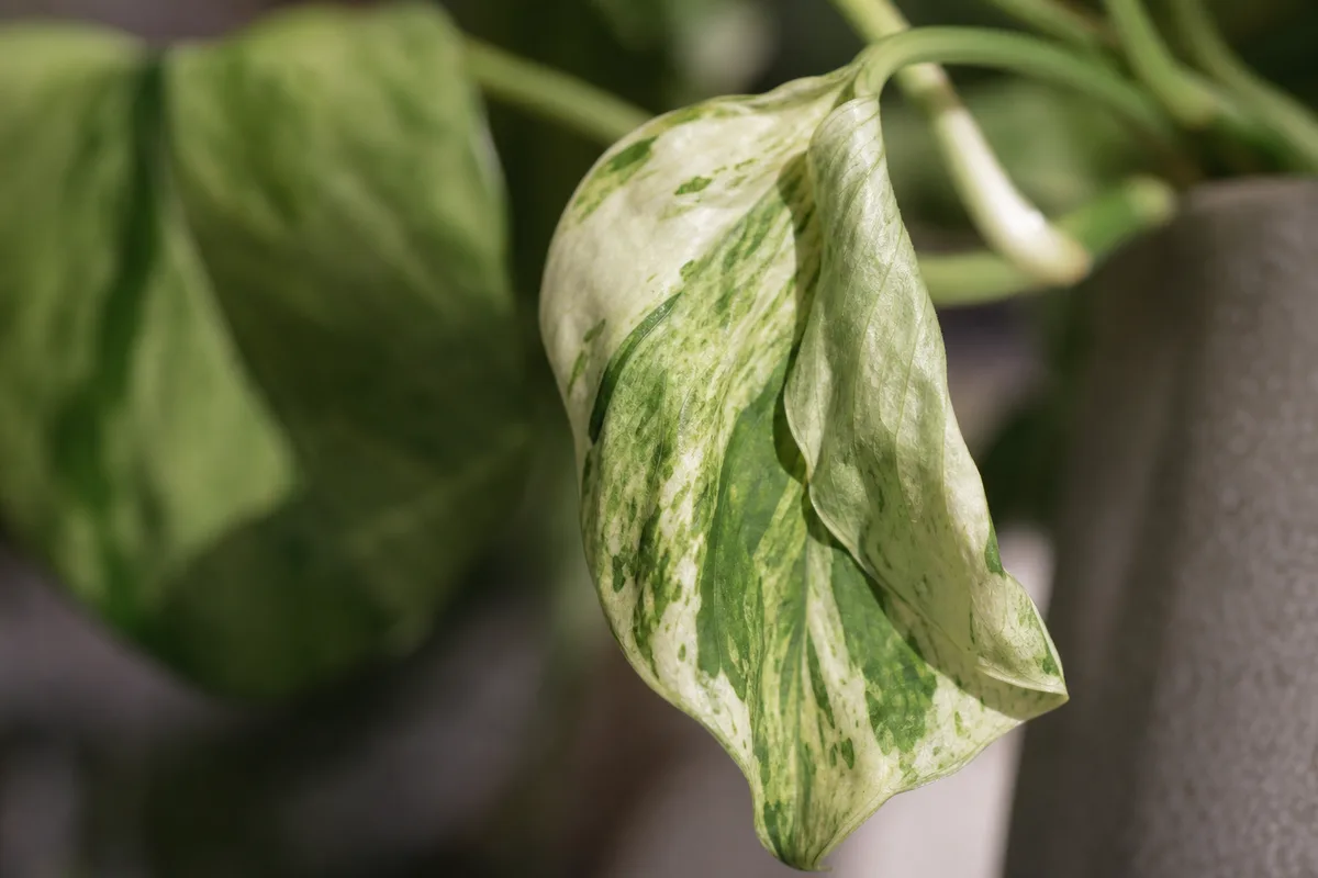 Close-up of Drooping Leaves on Manjula Pothos - diagnostic detail