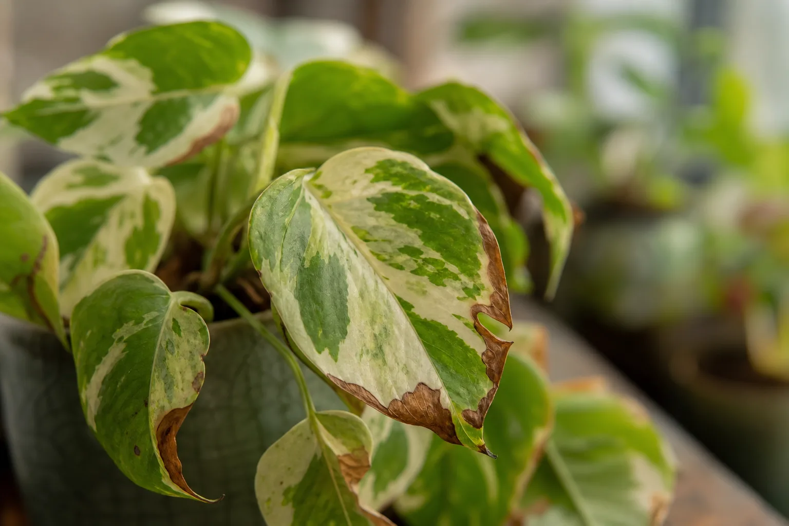 Fertilizer Burn on Manjula Pothos - visible symptom on the plant
