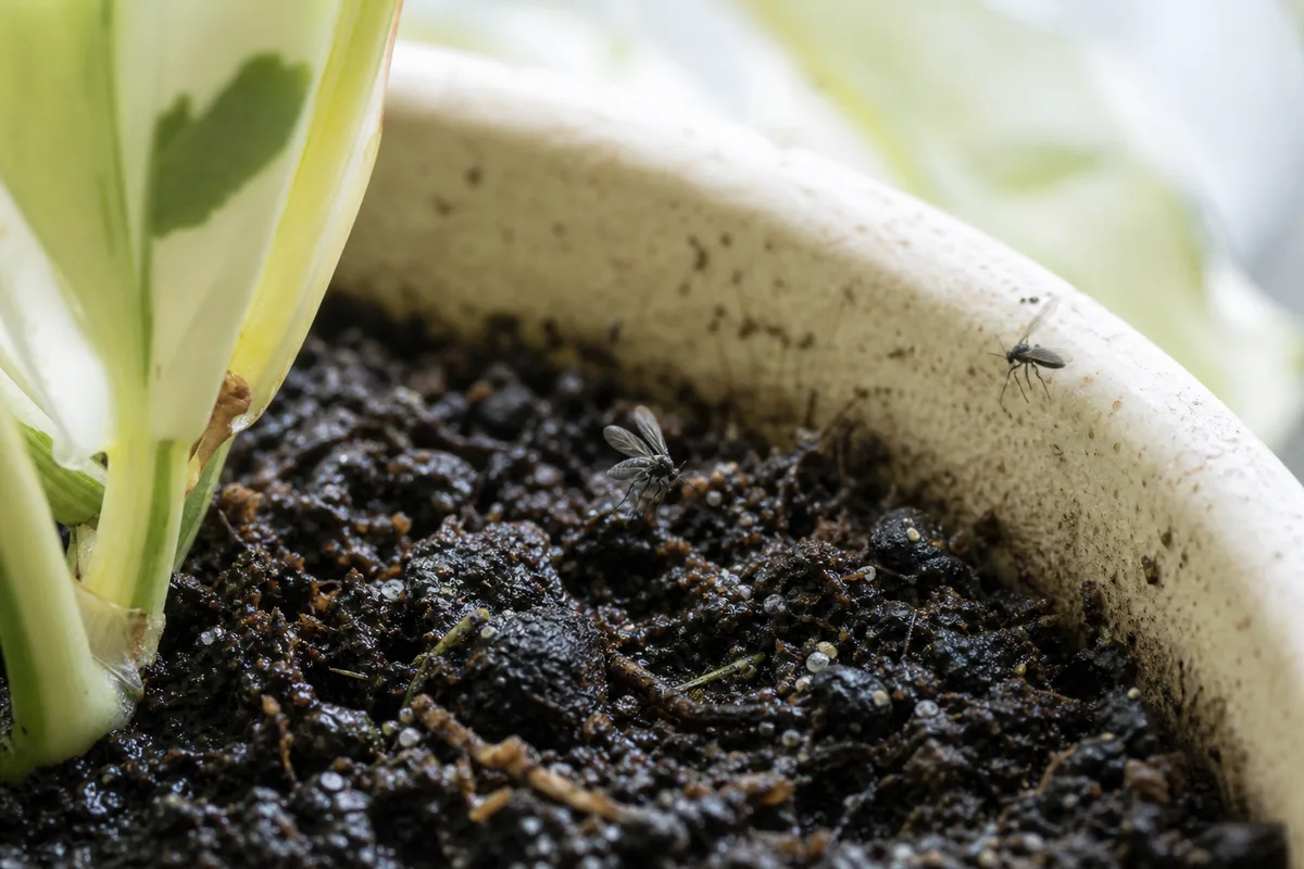 Close-up of Fungus Gnats on Manjula Pothos - diagnostic detail