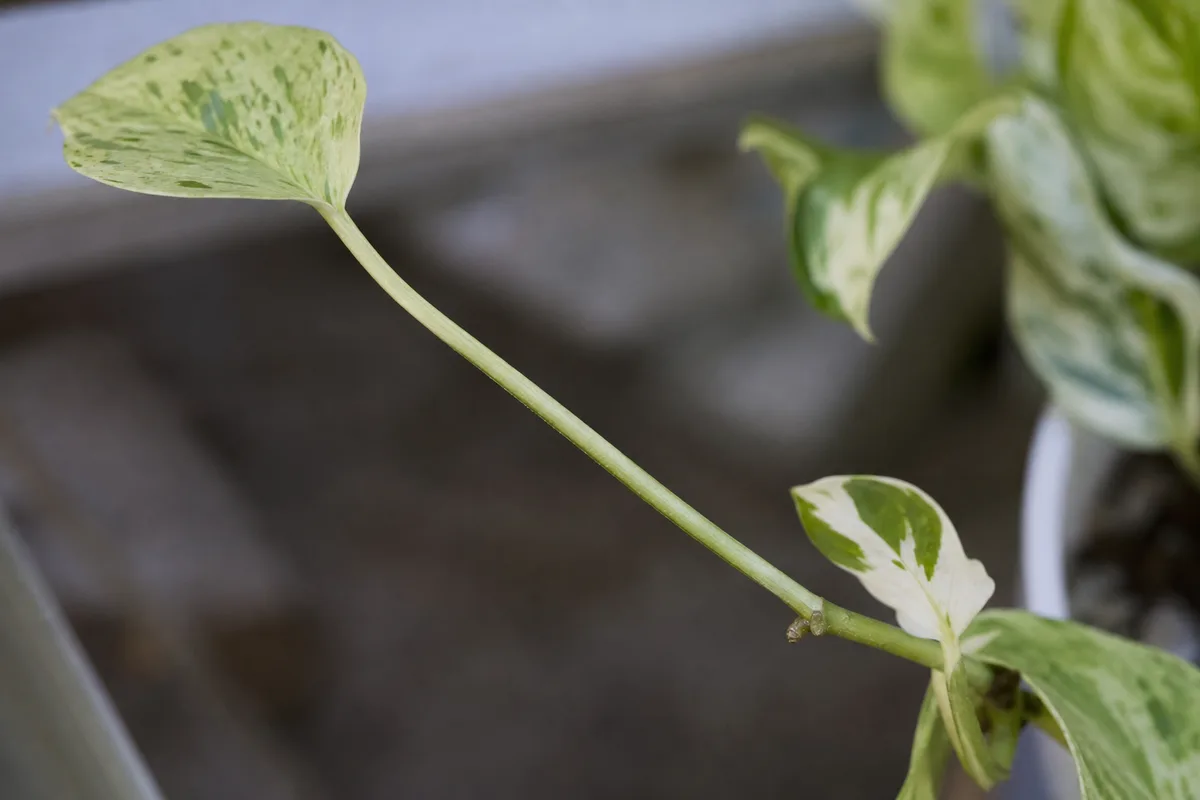 Close-up of Leggy Growth on Manjula Pothos - diagnostic detail