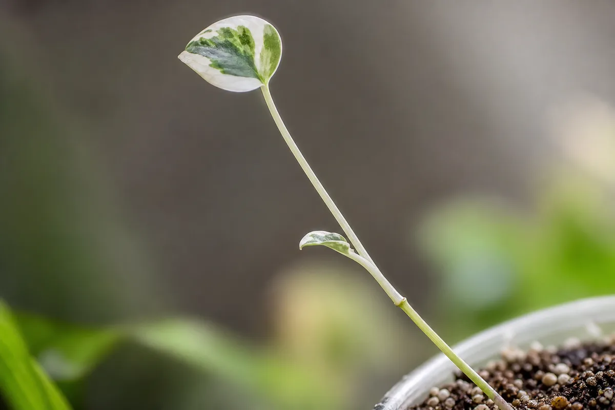 Close-up of Leggy Seedlings on Manjula Pothos - diagnostic detail