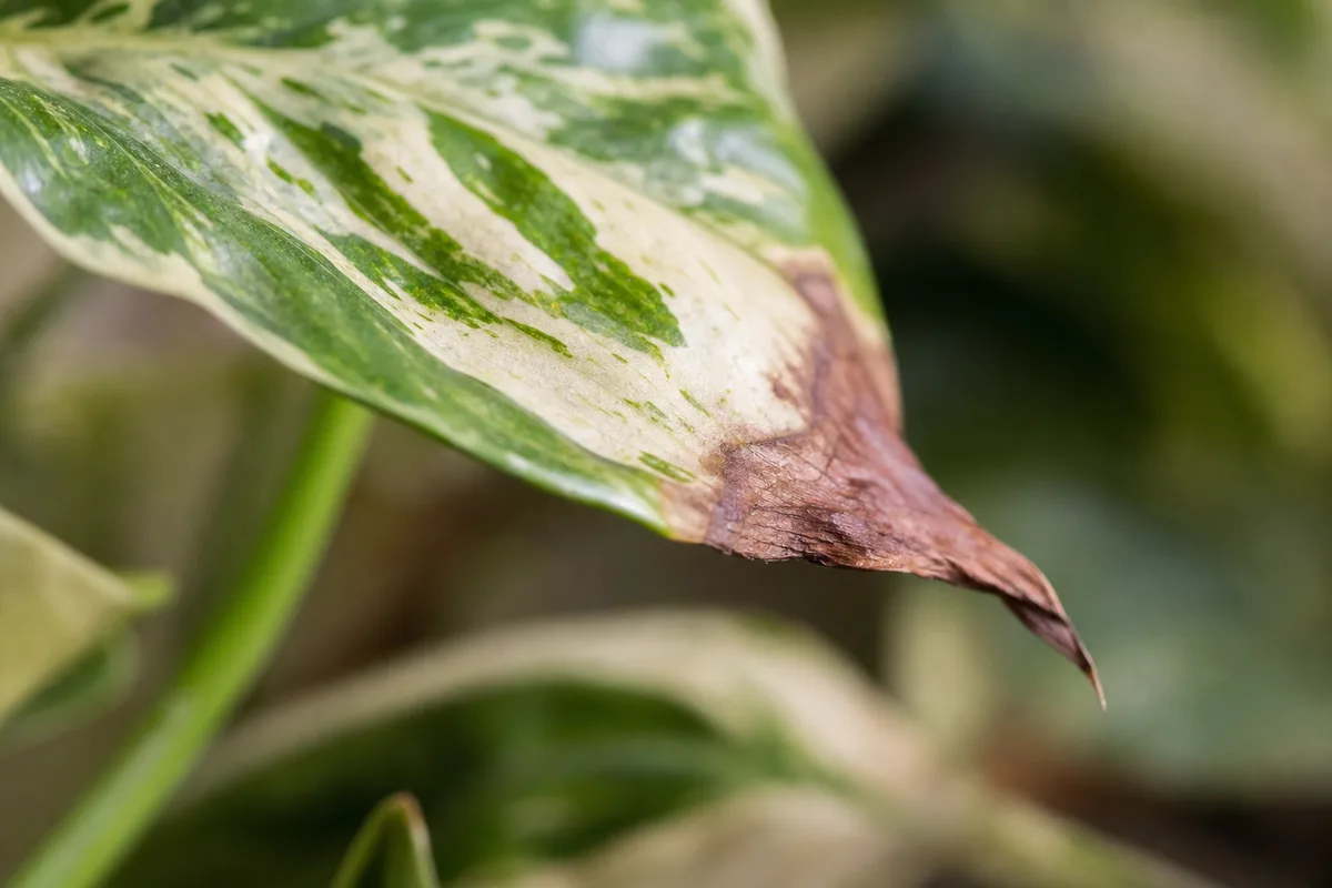Close-up of Low Humidity on Manjula Pothos - diagnostic detail