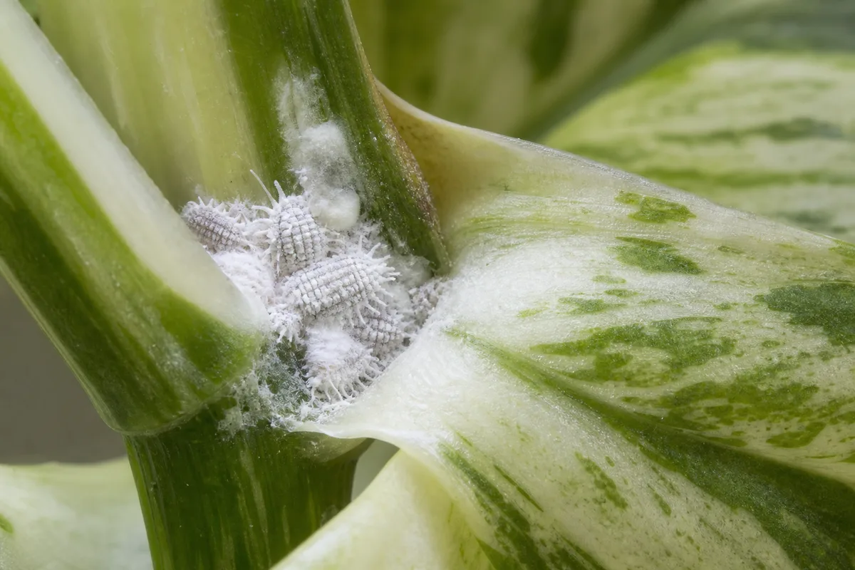 Close-up of Mealybugs on Manjula Pothos - diagnostic detail