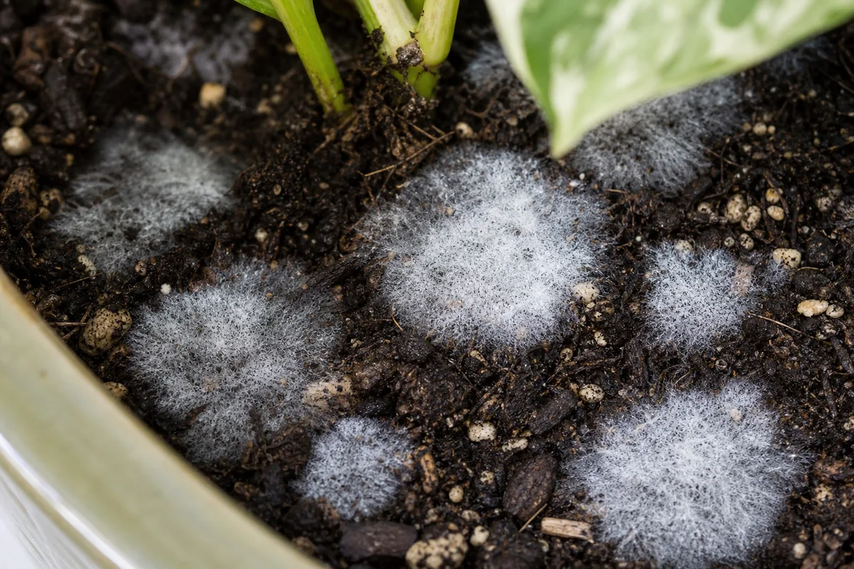 Close-up of Mold on Soil on Manjula Pothos - diagnostic detail
