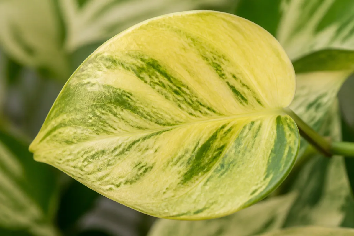 Close-up of Nitrogen Deficiency on Manjula Pothos - diagnostic detail
