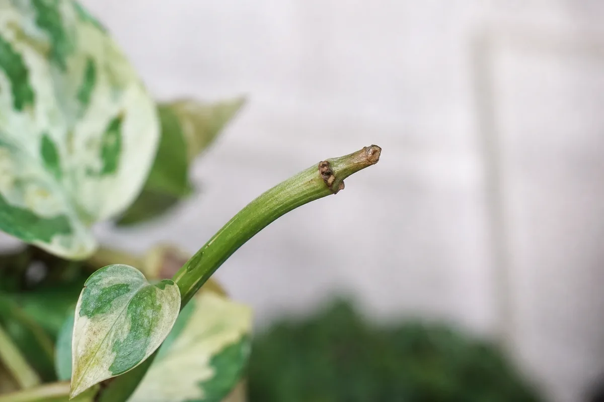 Manjula pothos tip with a static newest leaf and no active vine extension
