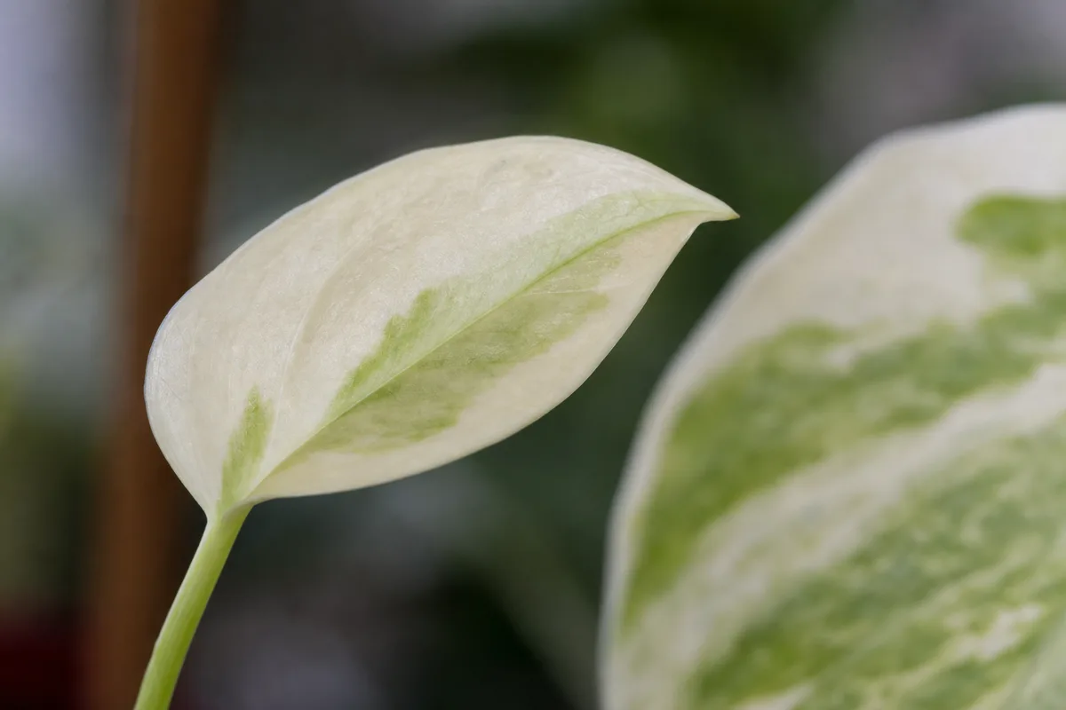 Manjula Pothos with greener new growth from insufficient light