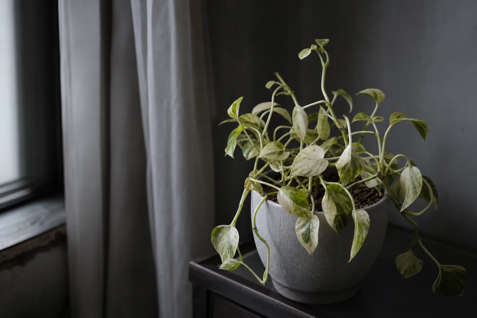 Not Enough Light on Manjula Pothos - visible symptom on the plant