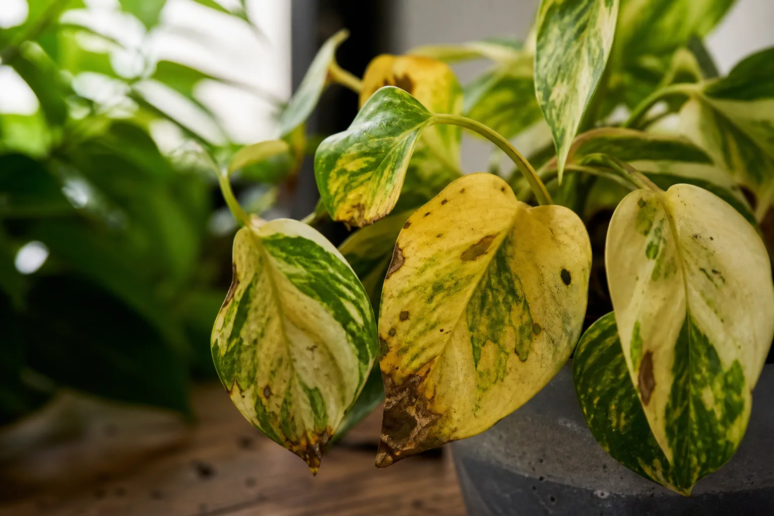 Nutrient Lockout on Manjula Pothos - visible symptom on the plant