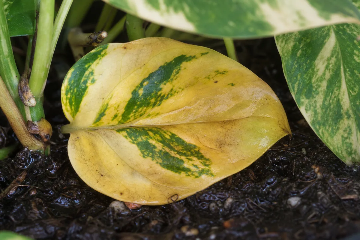 Close-up of overwatered Manjula foliage and stress symptoms