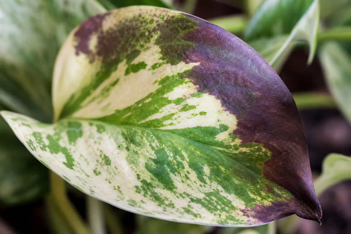 Close-up of Purple Leaves on Manjula Pothos - diagnostic detail