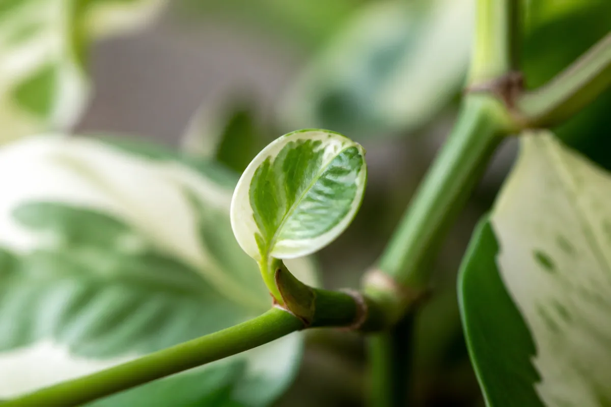 Close-up of Slow Growth on Manjula Pothos - diagnostic detail