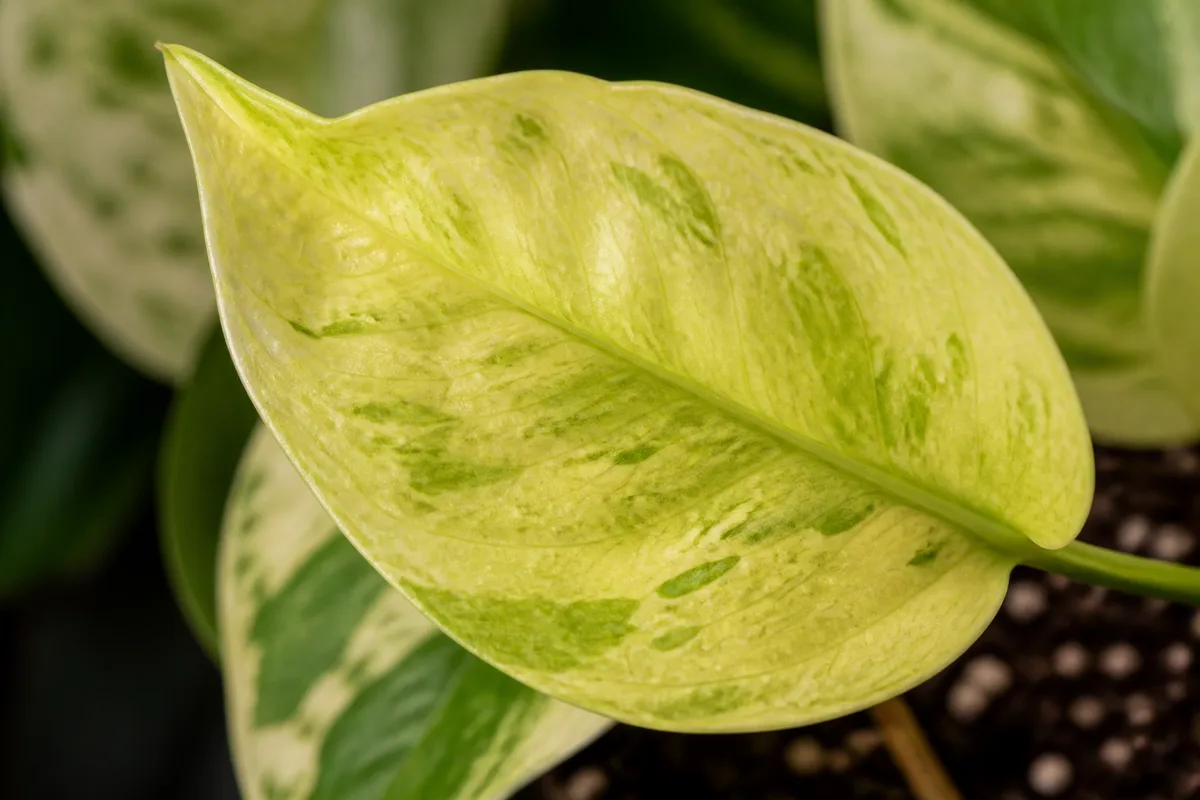 Close-up of Soil Too Alkaline on Manjula Pothos - diagnostic detail