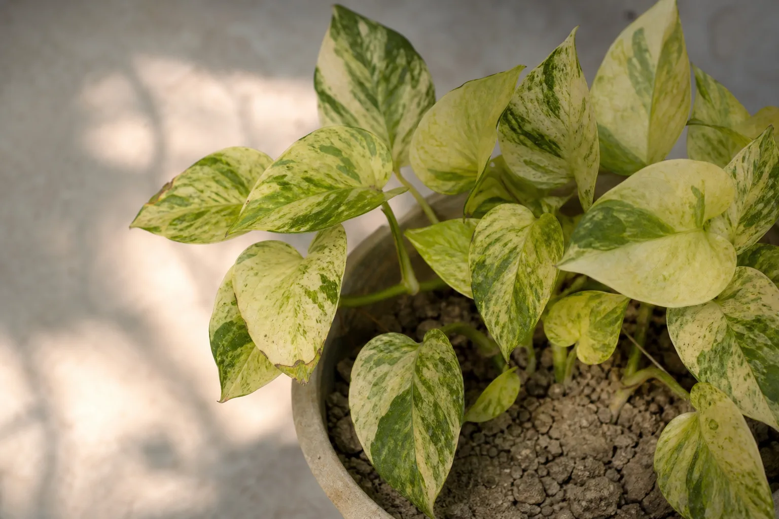 Soil Too Alkaline on Manjula Pothos - visible symptom on the plant