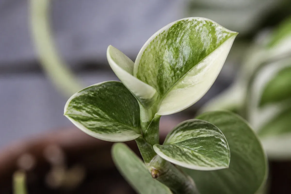 Close-up of Stunted Growth on Manjula Pothos - diagnostic detail