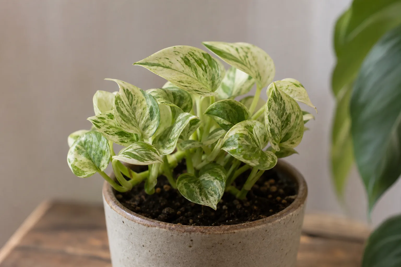 Stunted Growth on Manjula Pothos - visible symptom on the plant