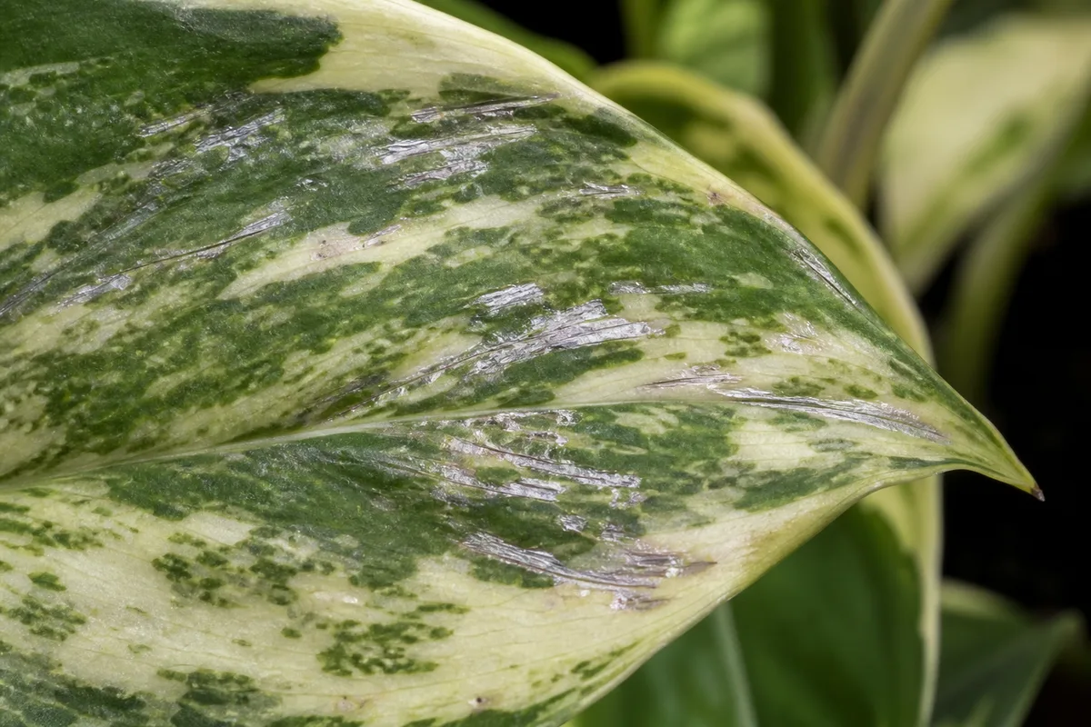 Close-up of Thrips on Manjula Pothos - diagnostic detail