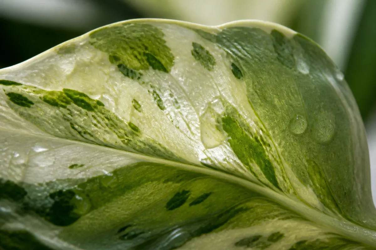 Close-up of Transparent Leaves on Manjula Pothos - diagnostic detail