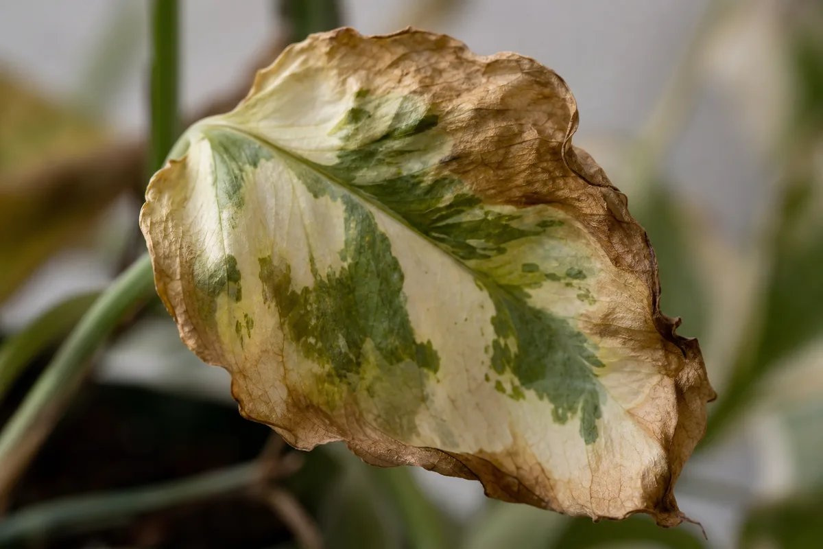 Close-up of Underwatering on Manjula Pothos - diagnostic detail
