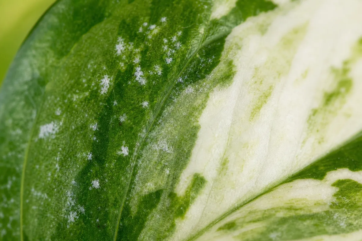Close-up of White Spots on Manjula Pothos - diagnostic detail